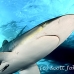 shark_silky_far_jar_h_0211_cub1491.jpg